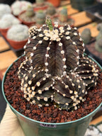 Variegated Purple Gymnocalycium Cluster Live Cactus – Rare Plant #25