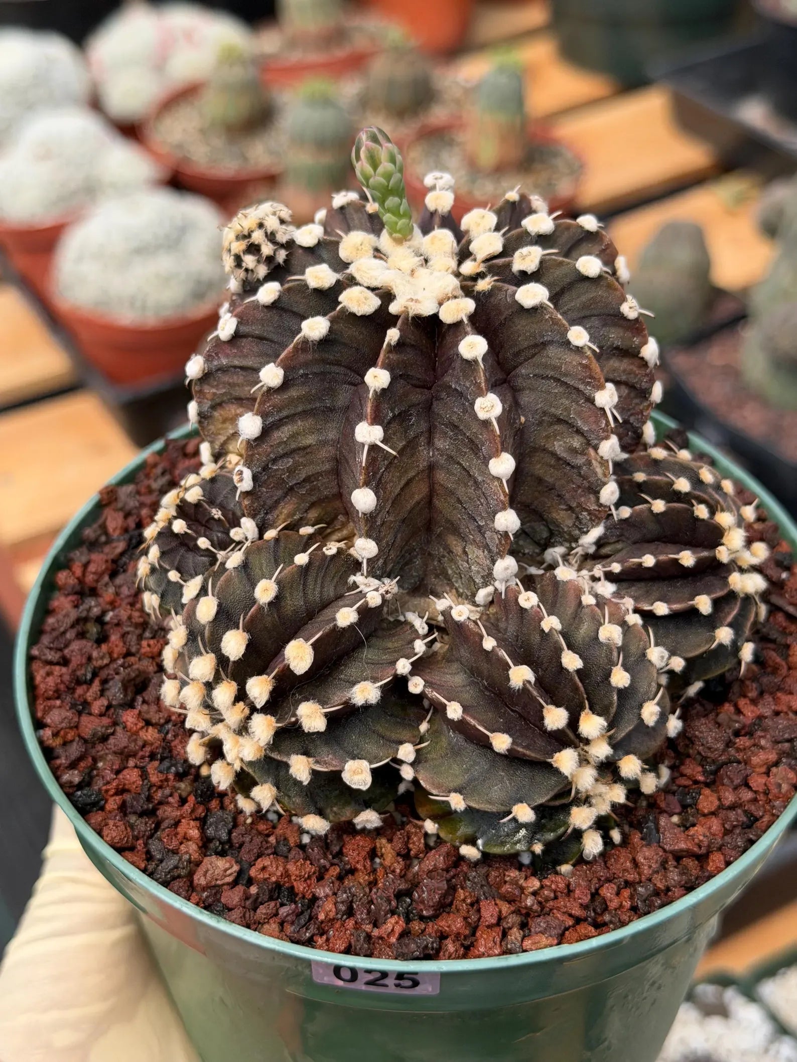 Variegated Purple Gymnocalycium Cluster Live Cactus – Rare Plant #25