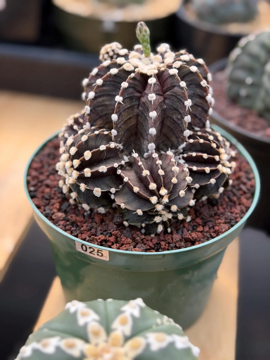 Variegated Purple Gymnocalycium Cluster Live Cactus – Rare Plant #25