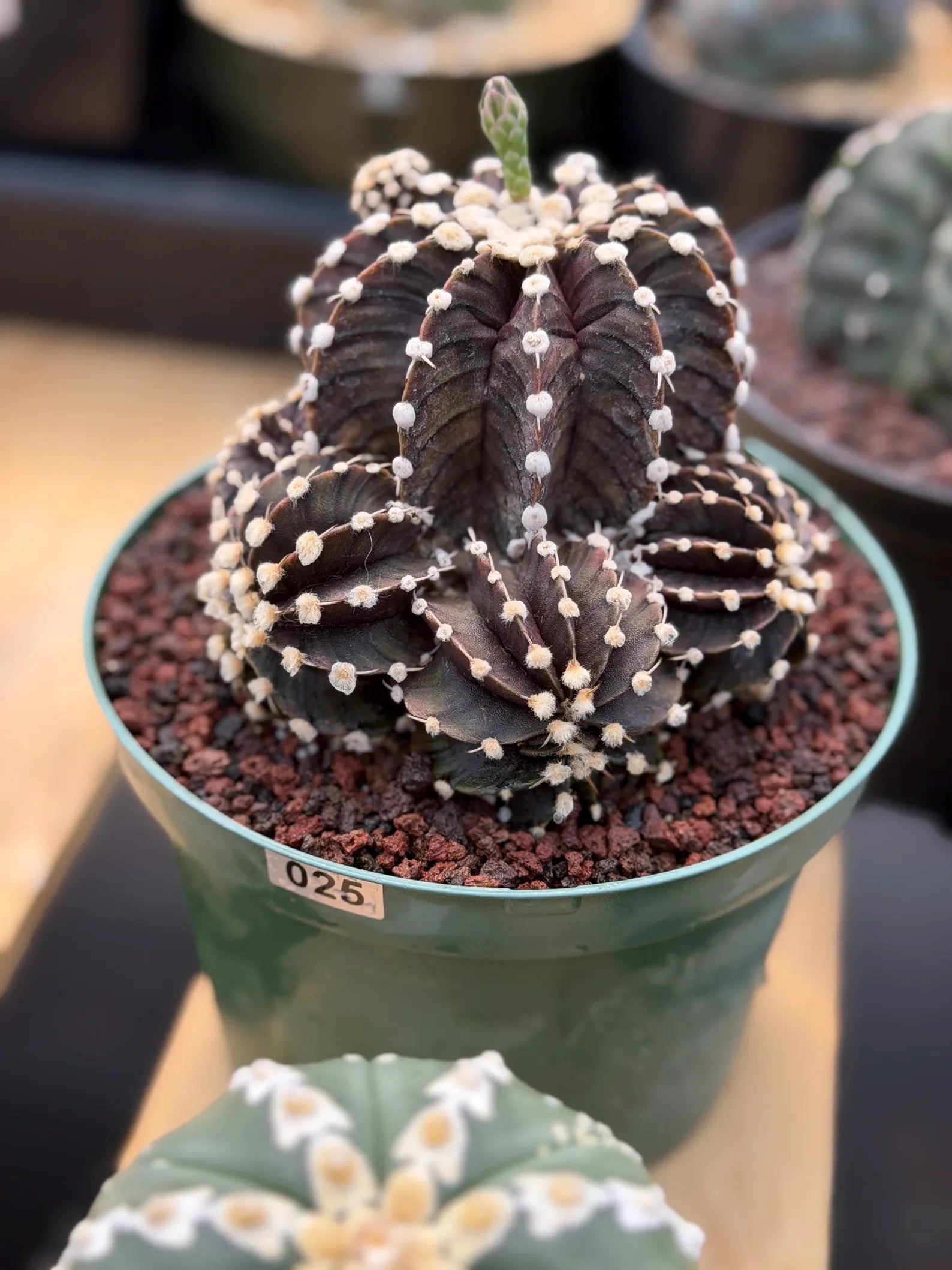 Variegated Purple Gymnocalycium Cluster Live Cactus – Rare Plant #25