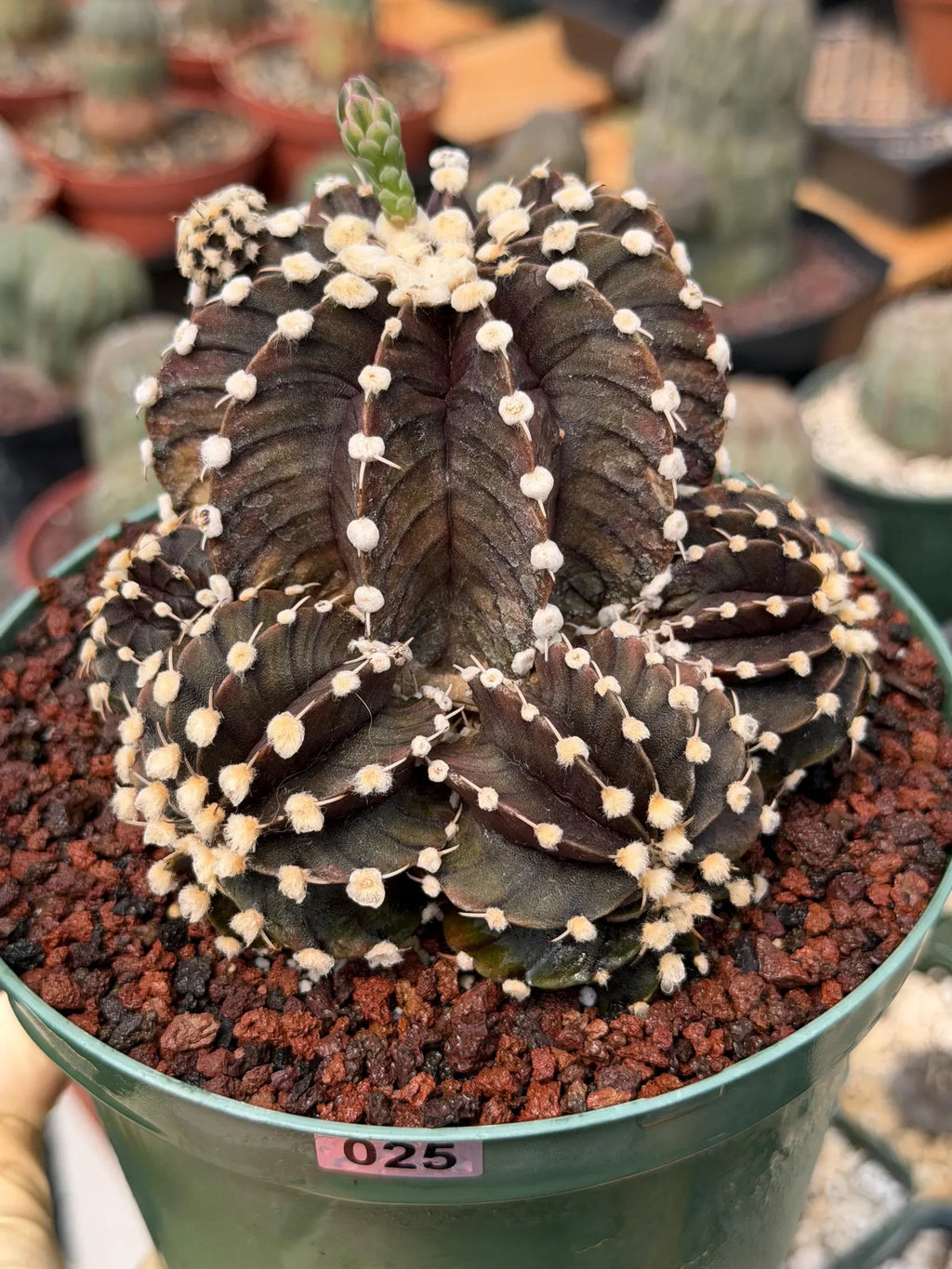 Variegated Purple Gymnocalycium Cluster Live Cactus – Rare Plant #25