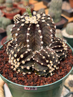 Variegated Purple Gymnocalycium Cluster Live Cactus – Rare Plant #25