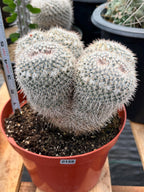 Mammillaria Owl Eyes Double Form | Rare Live Cactus | Large Specimen #159