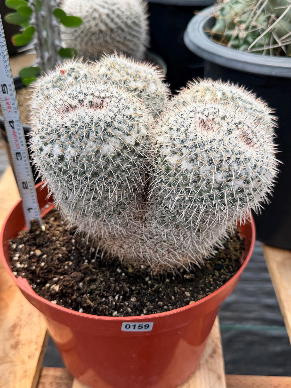 Mammillaria Owl Eyes Double Form | Rare Live Cactus | Large Specimen #159