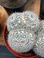 Mammillaria Owl Eyes Double Form | Rare Live Cactus | Large Specimen #159
