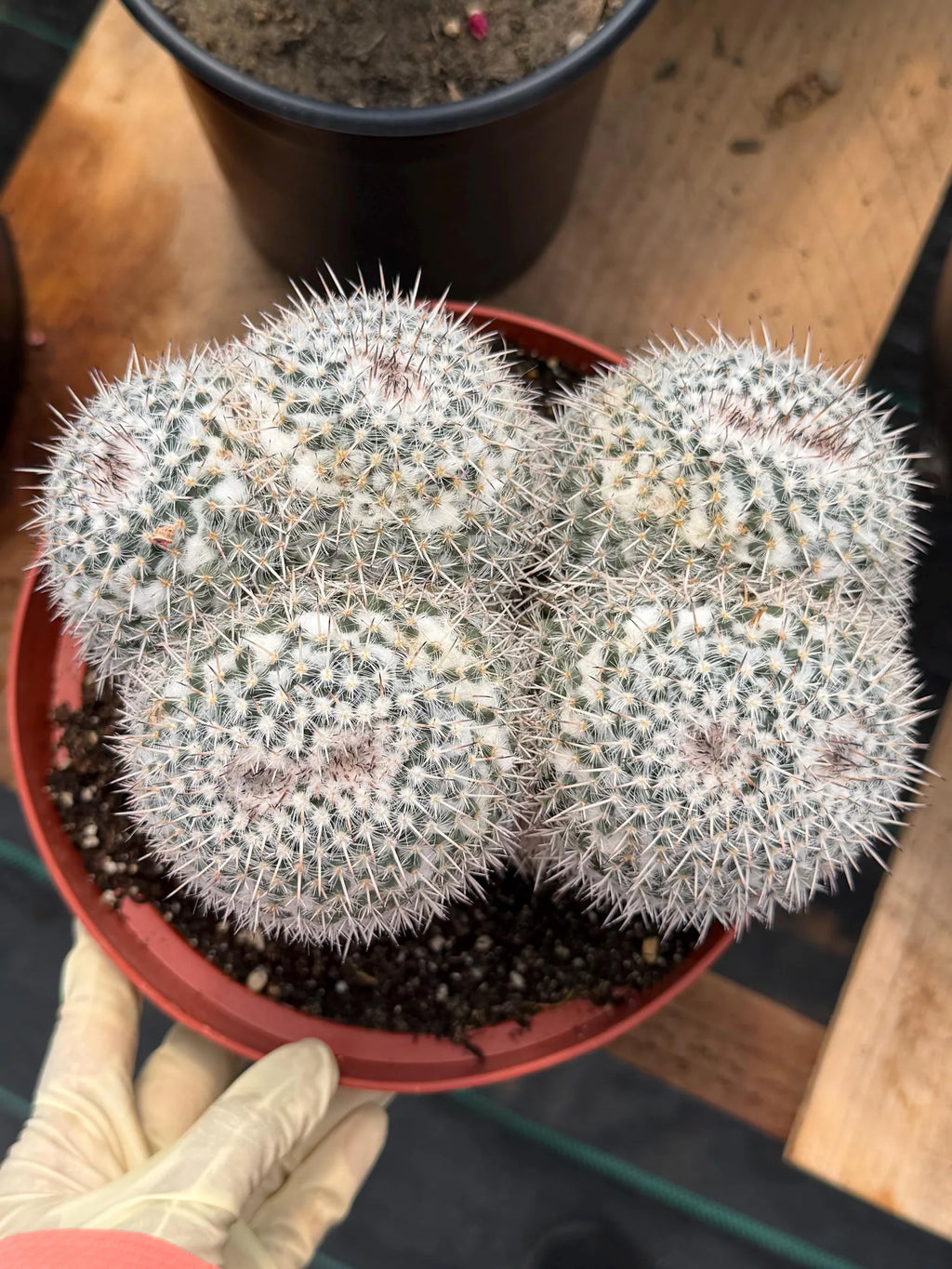 Mammillaria Owl Eyes Double Form | Rare Live Cactus | Large Specimen #159
