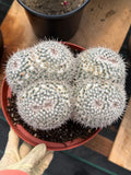 Mammillaria Owl Eyes Double Form | Rare Live Cactus | Large Specimen #159