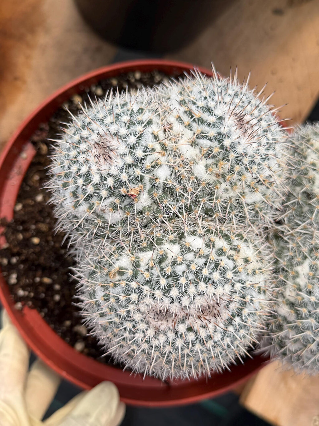 Mammillaria Owl Eyes Double Form | Rare Live Cactus | Large Specimen #159