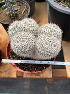 Mammillaria Owl Eyes Double Form | Rare Live Cactus | Large Specimen #159