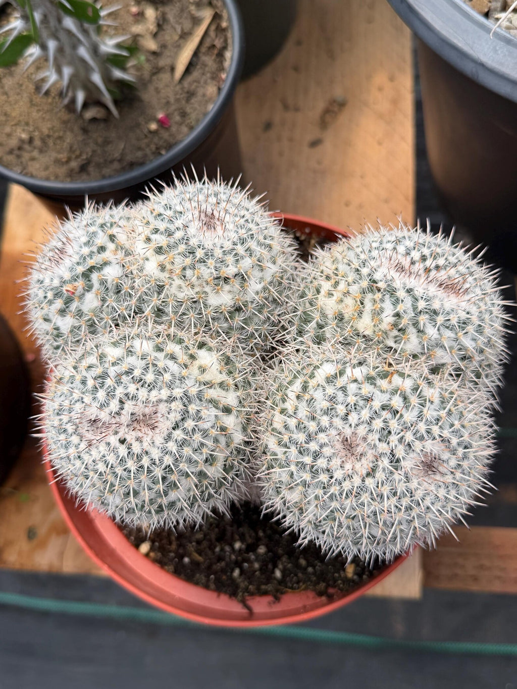 Mammillaria Owl Eyes Double Form | Rare Live Cactus | Large Specimen #159