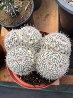 Mammillaria Owl Eyes Double Form | Rare Live Cactus | Large Specimen #159