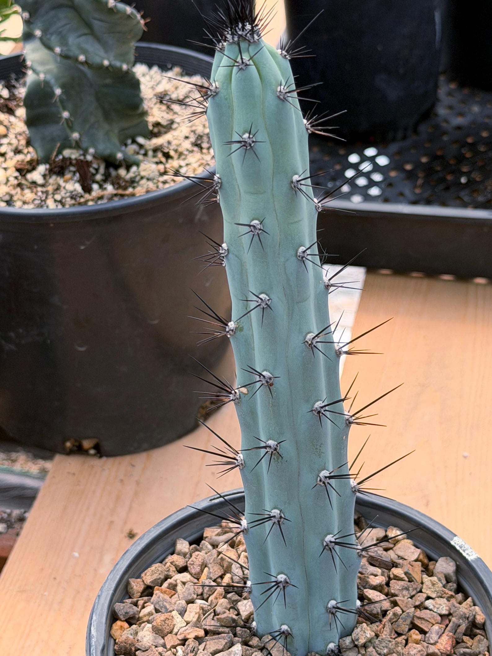 Blue Columnar Cereus Cactus – Rare Live Cactus Plant #189