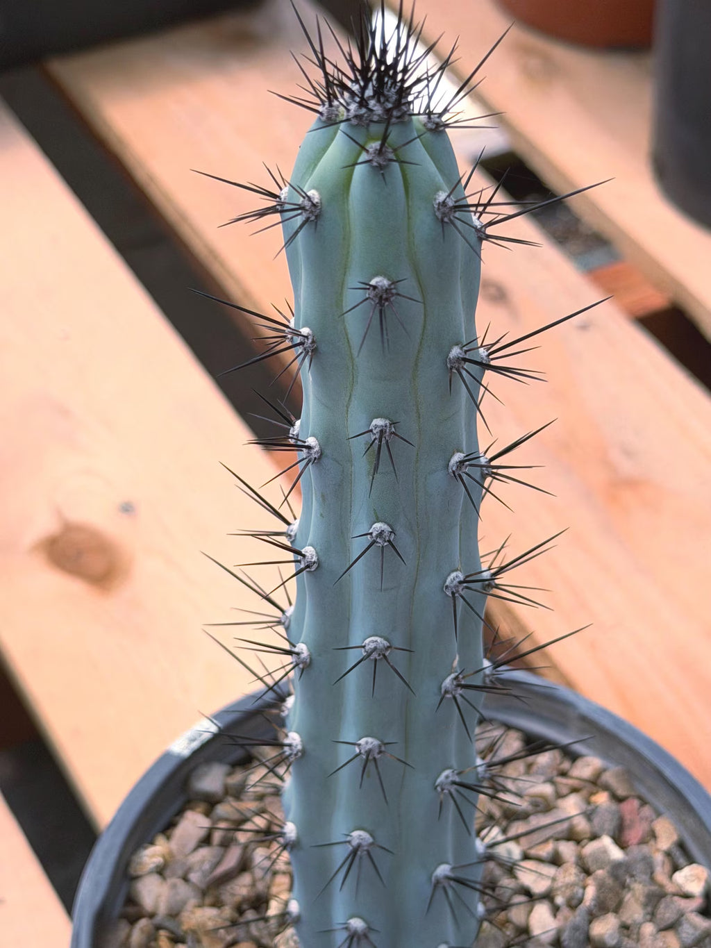 Blue Columnar Cereus Cactus – Rare Live Cactus Plant #189