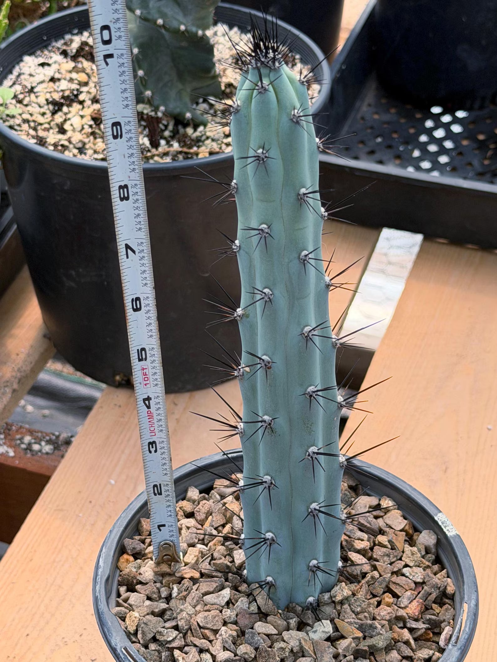 Blue Columnar Cereus Cactus – Rare Live Cactus Plant #189
