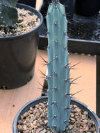 Blue Columnar Cereus Cactus – Rare Live Cactus Plant #189