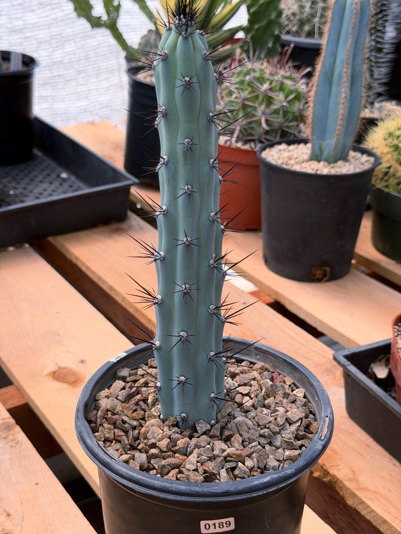 Blue Columnar Cereus Cactus – Rare Live Cactus Plant #189