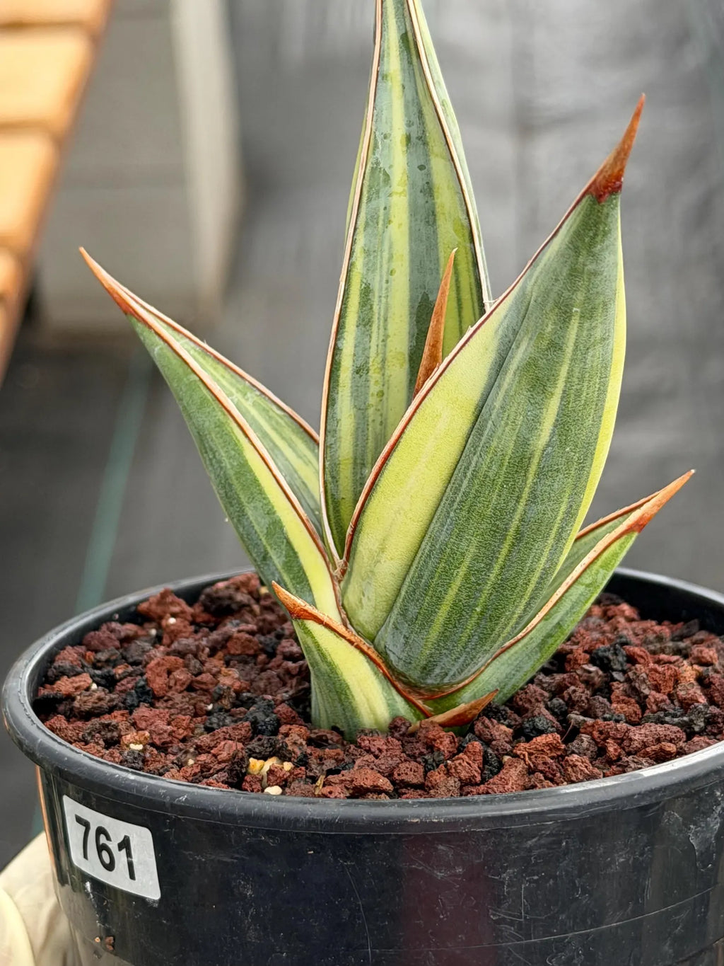 Variegated Sansevieria Pinguicula Stria Rare Live Snake Plant – Exact Houseplant #761