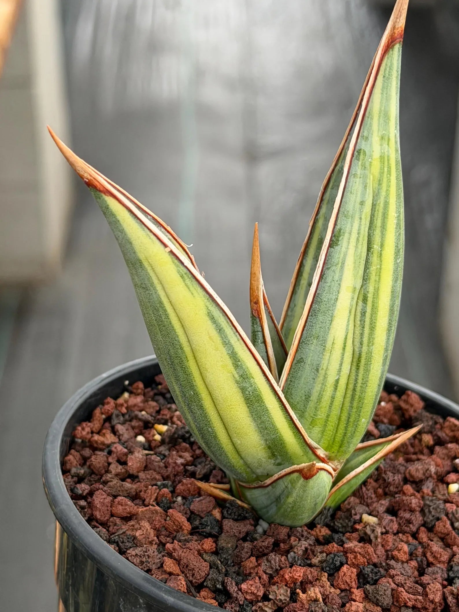 Variegated Sansevieria Pinguicula Stria Rare Live Snake Plant – Exact Houseplant #761