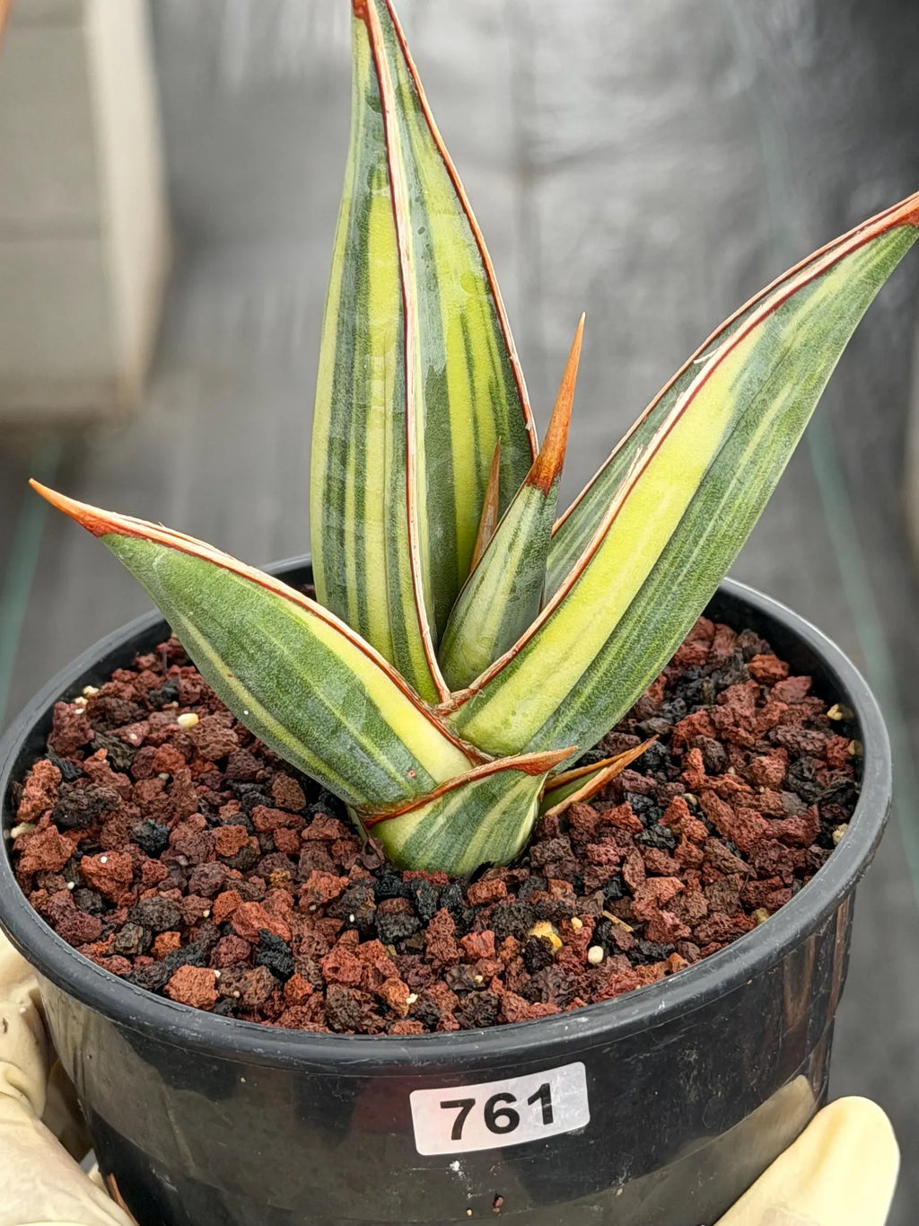 Variegated Sansevieria Pinguicula Stria Rare Live Snake Plant – Exact Houseplant #761