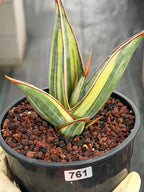 Variegated Sansevieria Pinguicula Stria Rare Live Snake Plant – Exact Houseplant #761