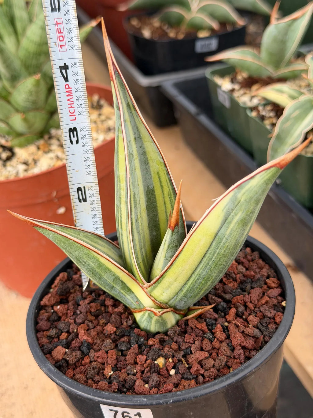 Variegated Sansevieria Pinguicula Stria Rare Live Snake Plant – Exact Houseplant #761