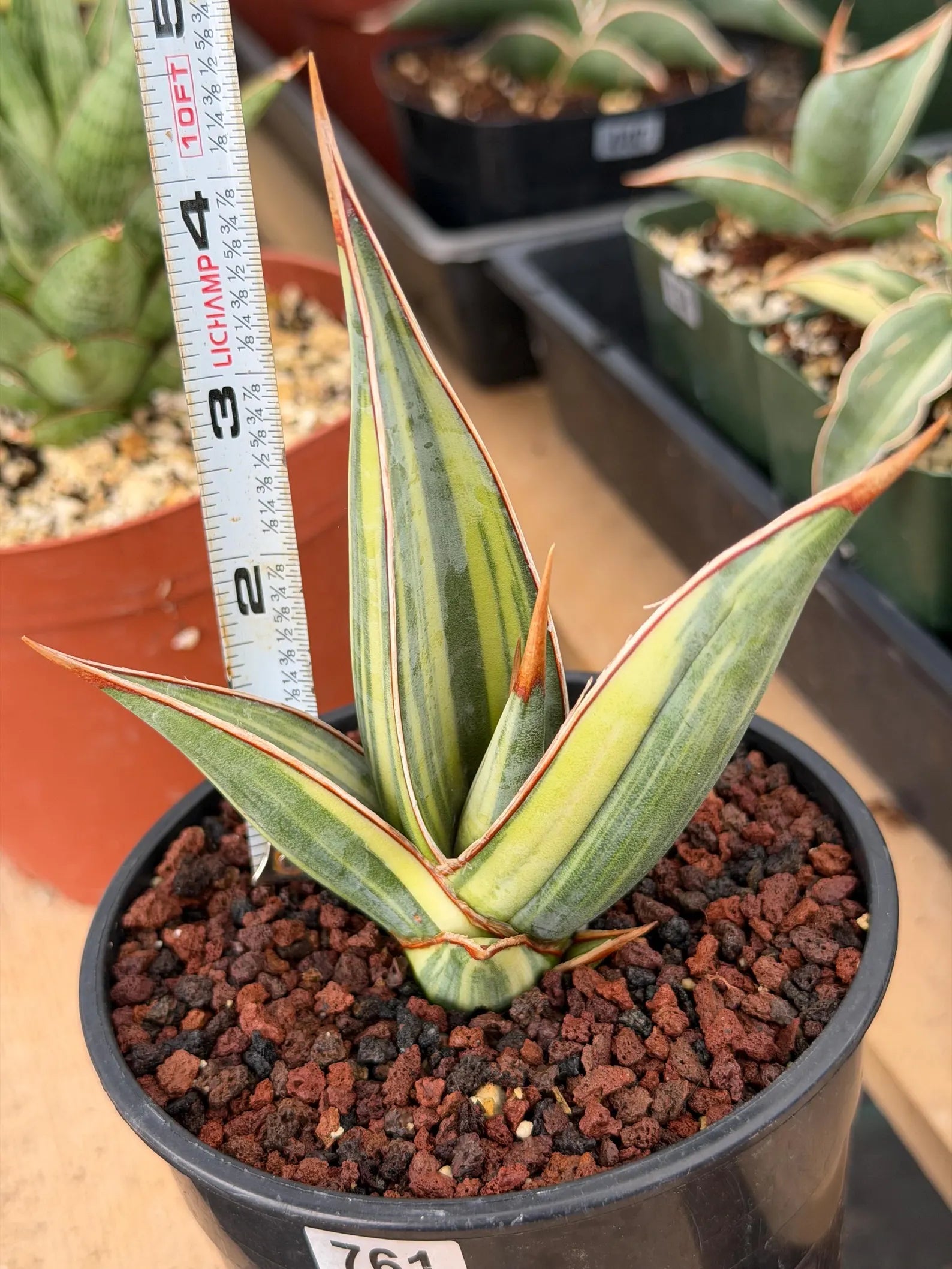Variegated Sansevieria Pinguicula Stria Rare Live Snake Plant – Exact Houseplant #761
