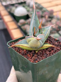 Variegated Sansevieria Pinguicula Rare Live Snake Plant – Exact Houseplant #198