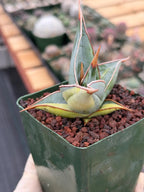 Variegated Sansevieria Pinguicula Rare Live Snake Plant – Exact Houseplant #198