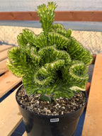 Crested Euphorbia Mint Cream Rare Coral Cactus – Exact Live Plant #50