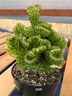 Crested Euphorbia Mint Cream Rare Coral Cactus – Exact Live Plant #50