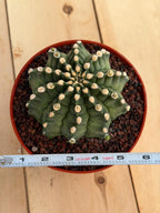 Gymnocalycium Transformer XXL Live Rare Cactus Plant Exotic