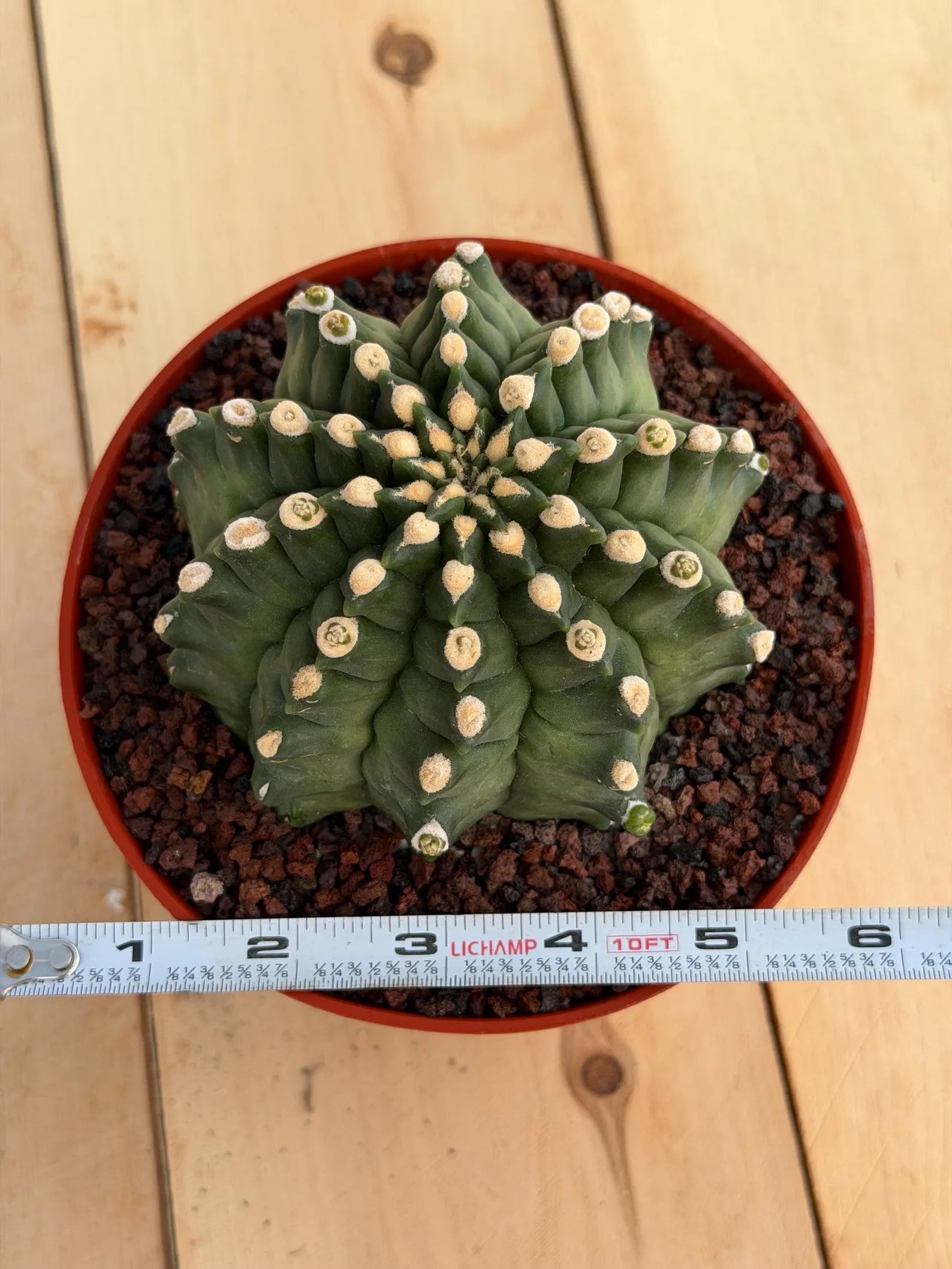Gymnocalycium Transformer XXL Live Rare Cactus Plant Exotic