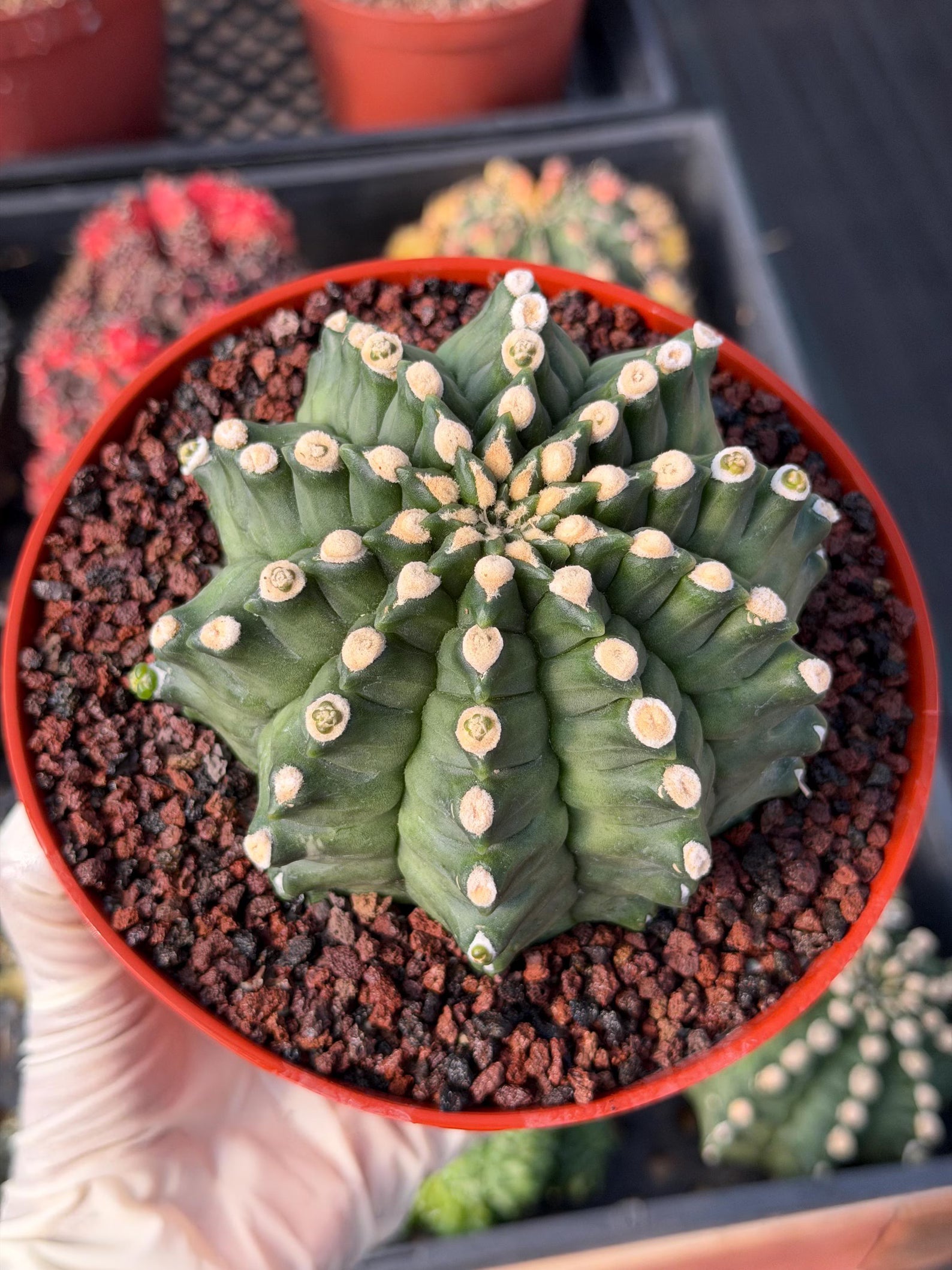 Gymnocalycium Transformer XXL Live Rare Cactus Plant Exotic