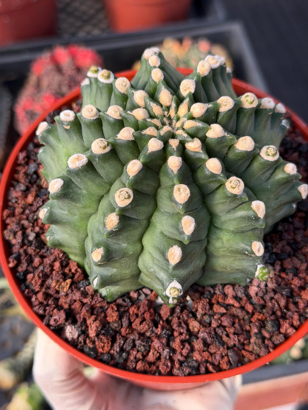 Gymnocalycium Transformer XXL Live Rare Cactus Plant Exotic