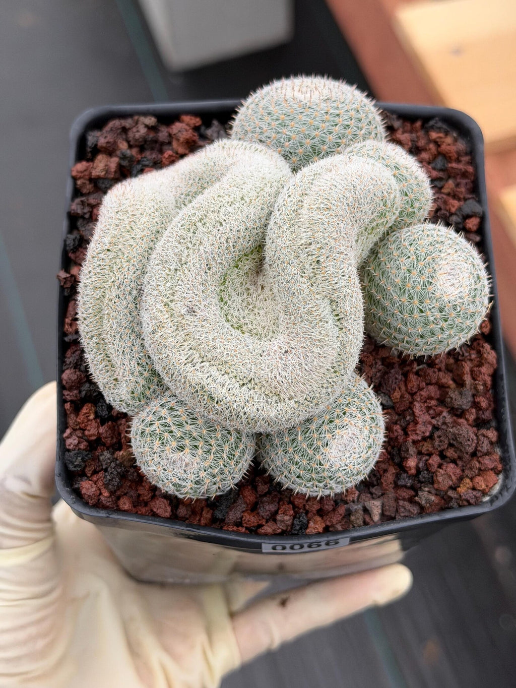 Crested Mammillaria Perbella Live Cactus | Rare Cristata Cluster | Exact Plant #66