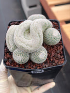 Crested Mammillaria Perbella Live Cactus | Rare Cristata Cluster | Exact Plant #66