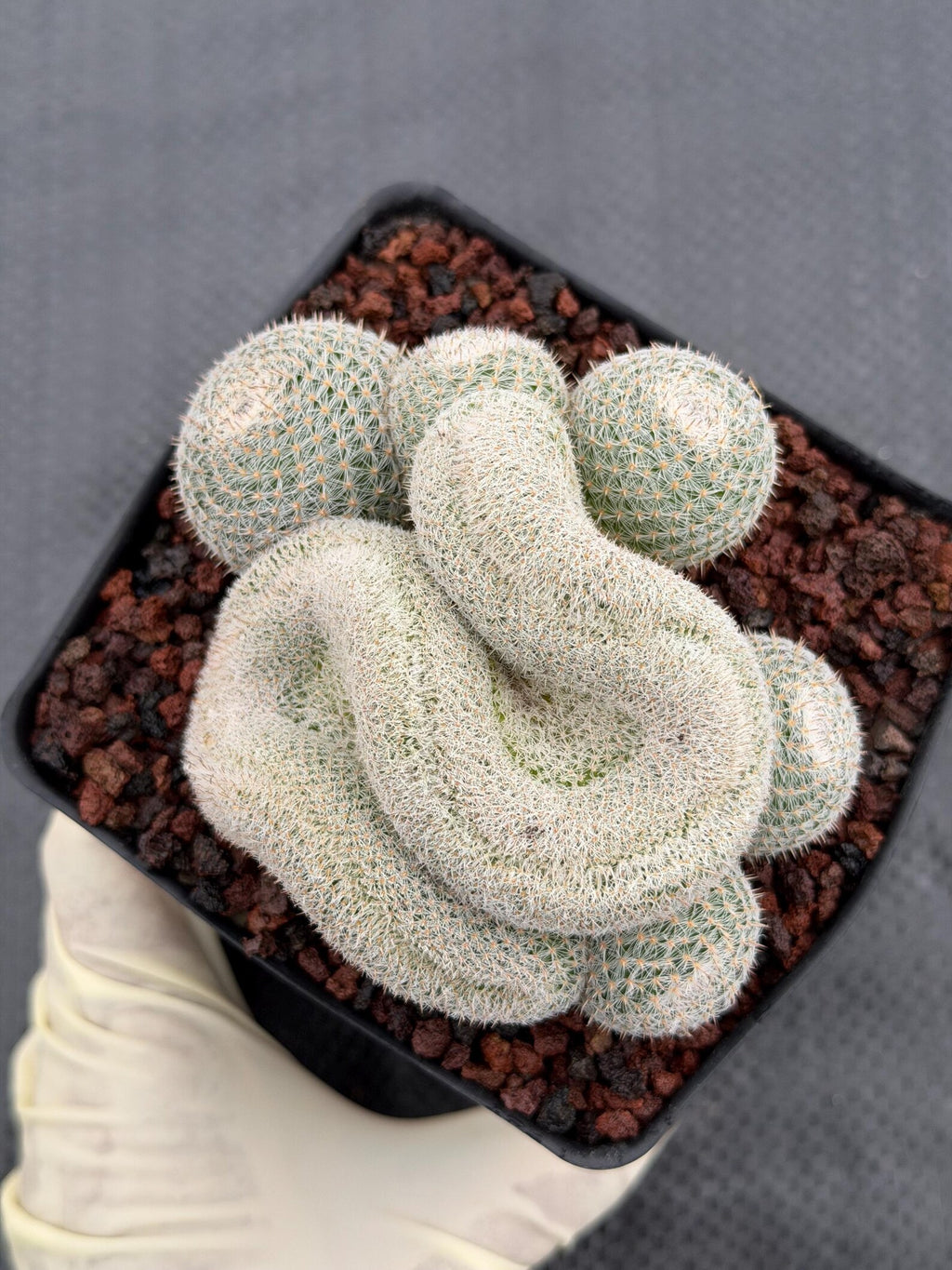 Crested Mammillaria Perbella Live Cactus | Rare Cristata Cluster | Exact Plant #66