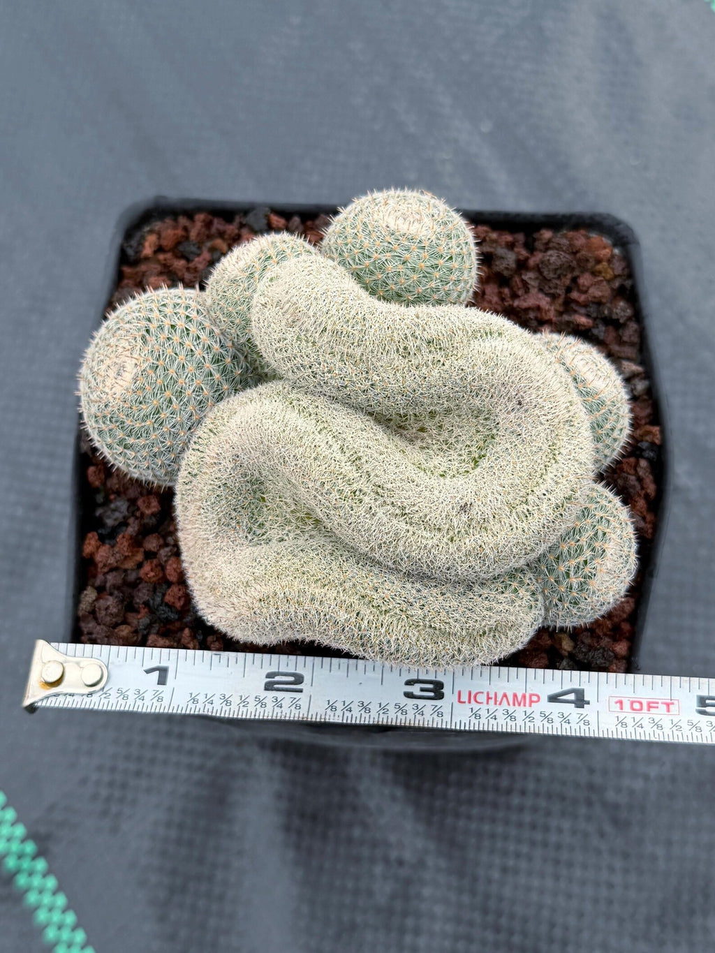 Crested Mammillaria Perbella Live Cactus | Rare Cristata Cluster | Exact Plant #66