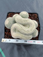 Crested Mammillaria Perbella Live Cactus | Rare Cristata Cluster | Exact Plant #66