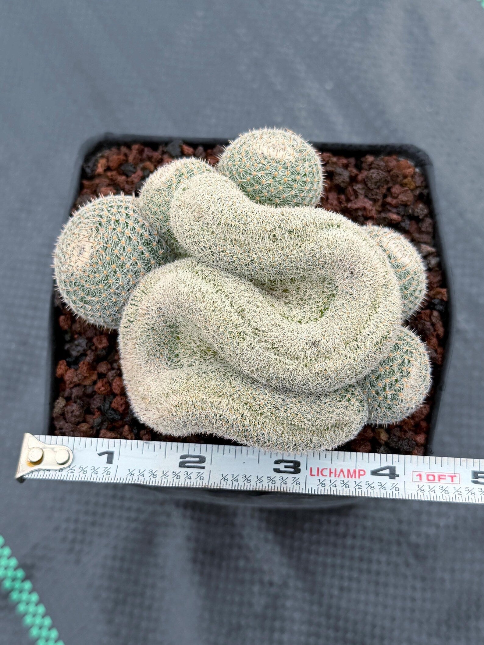 Crested Mammillaria Perbella Live Cactus | Rare Cristata Cluster | Exact Plant #66