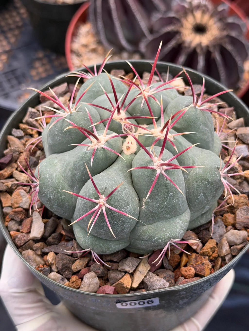 Thelocactus Hexaedrophorus Live Cactus – Rare Seed Grown Plant #6