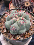 Thelocactus Hexaedrophorus Live Cactus – Rare Seed Grown Plant #6