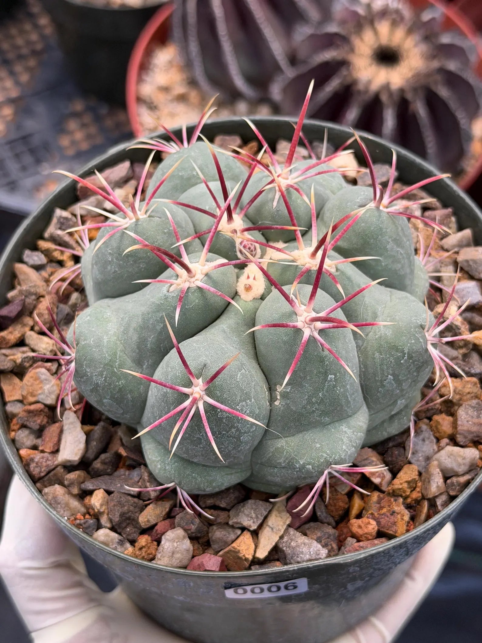Thelocactus Hexaedrophorus Live Cactus – Rare Seed Grown Plant #6