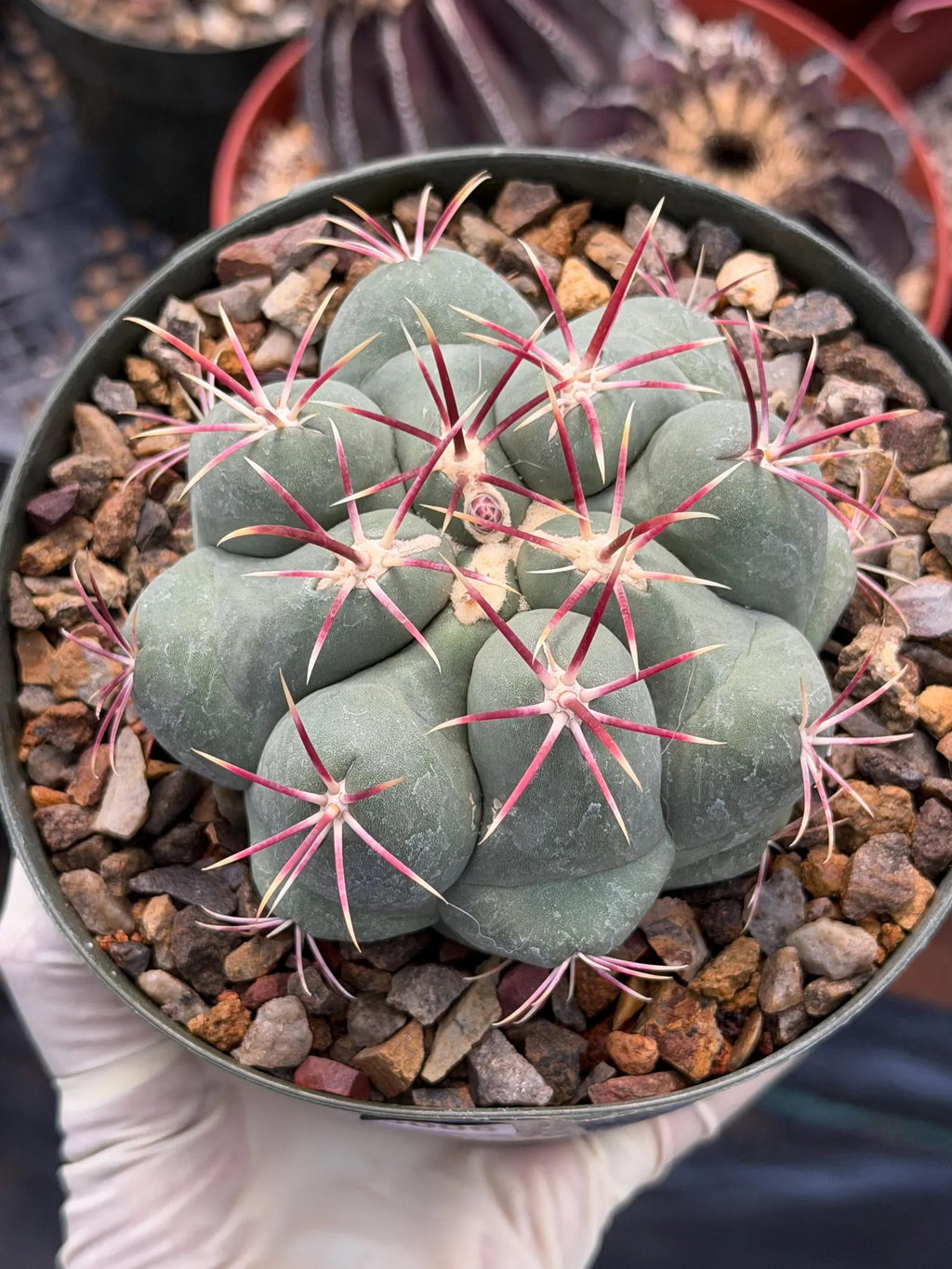 Thelocactus Hexaedrophorus Live Cactus – Rare Seed Grown Plant #6