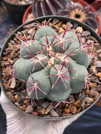 Thelocactus Hexaedrophorus Live Cactus – Rare Seed Grown Plant #6