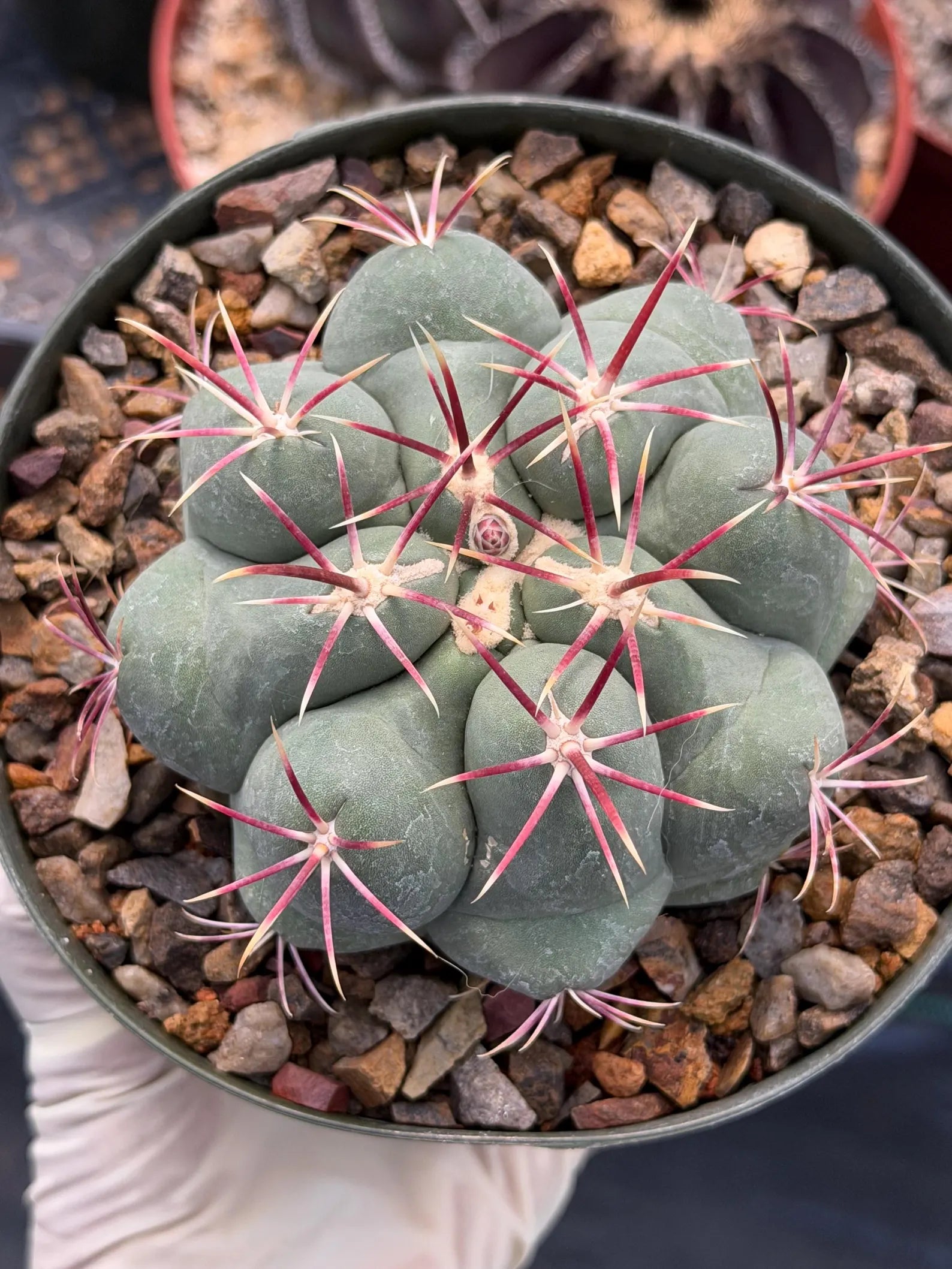 Thelocactus Hexaedrophorus Live Cactus – Rare Seed Grown Plant #6