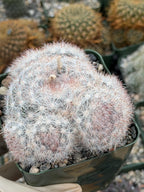 Rose Mammillaria Candida Cluster | Rare Specimen Cactus