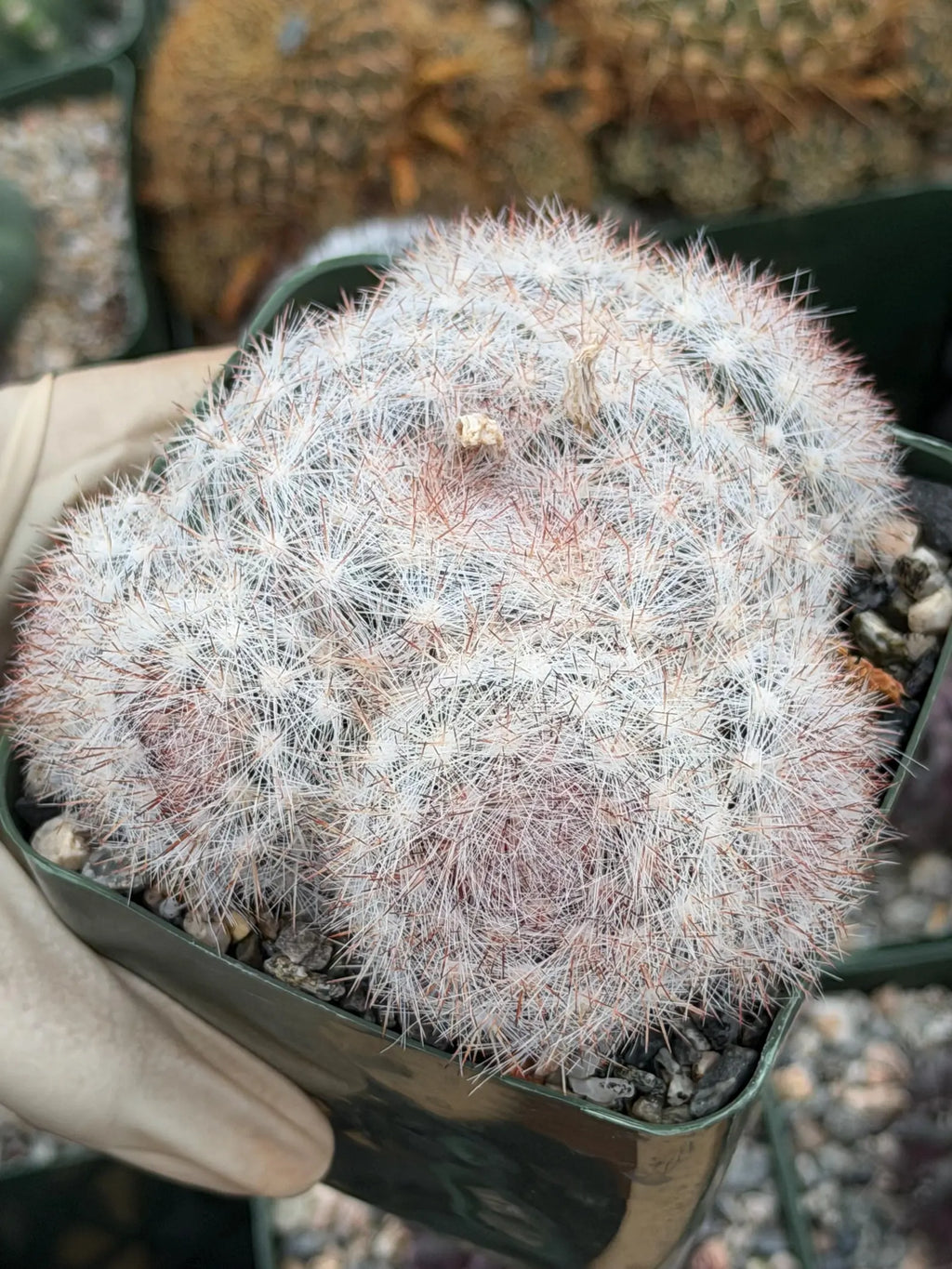 Rose Mammillaria Candida Cluster | Rare Specimen Cactus