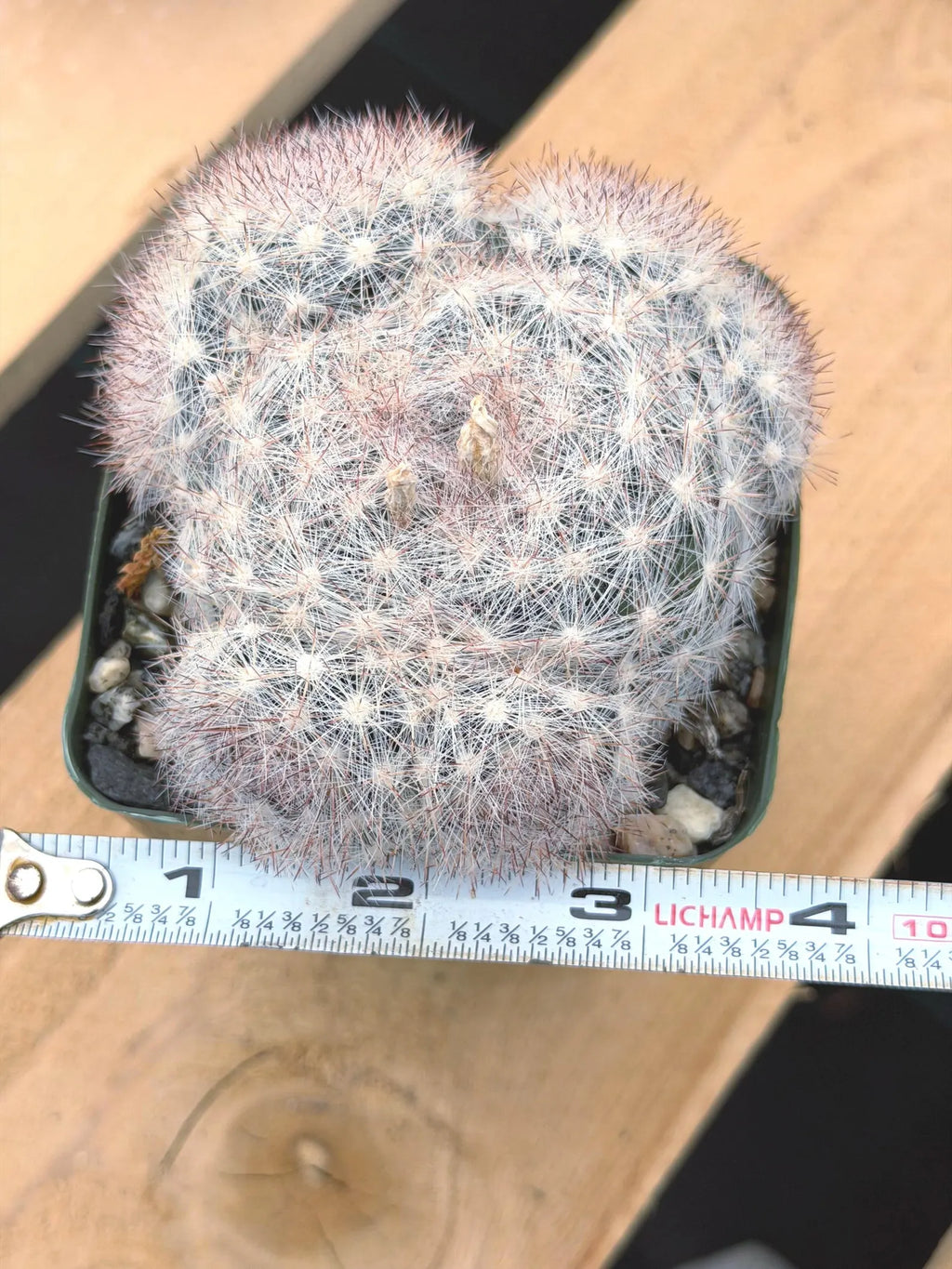 Rose Mammillaria Candida Cluster | Rare Specimen Cactus
