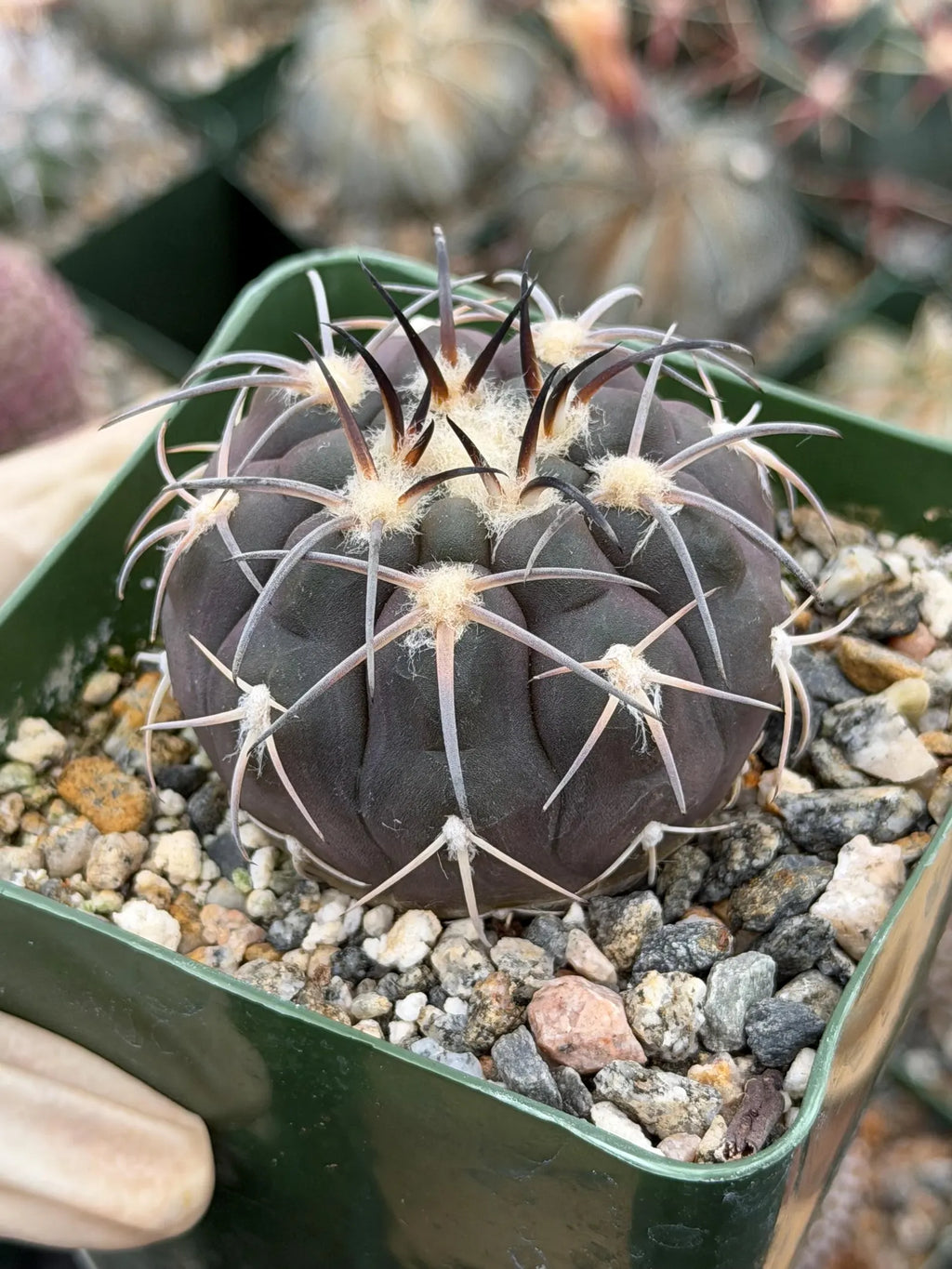 Gymnocalycium Spegazzinii Purple Skin Seed Grown Live Cactus | 3.5" Pot